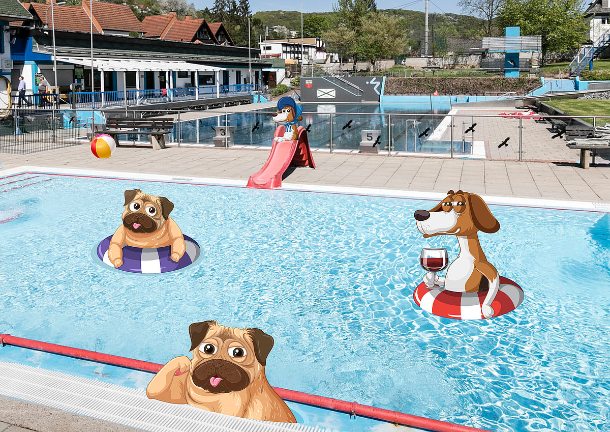 Hundeschwimmen Freibad Linz